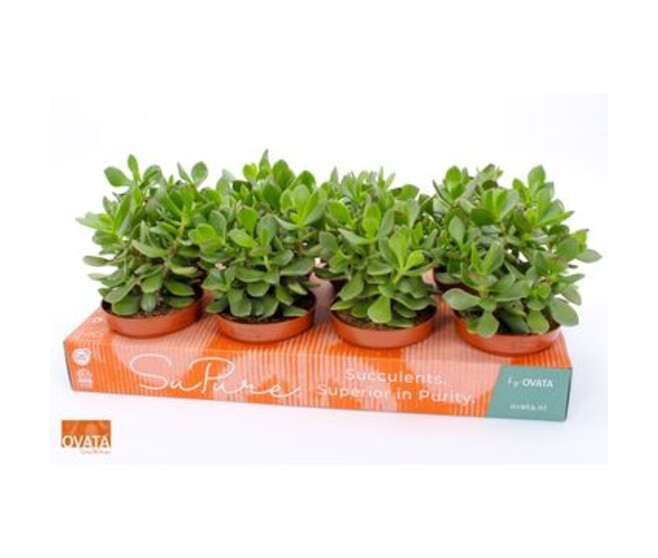 CRASSULA MINOVA MAGIC