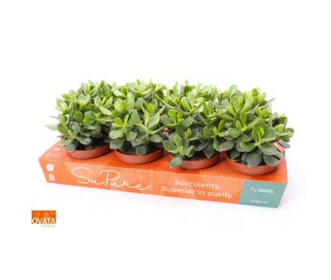 CRASSULA MINOVA MAGIC