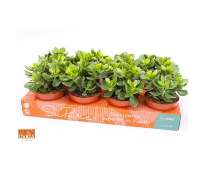 CRASSULA MINOVA MAGIC