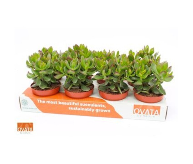 CRASSULA MINOVA MAGIC