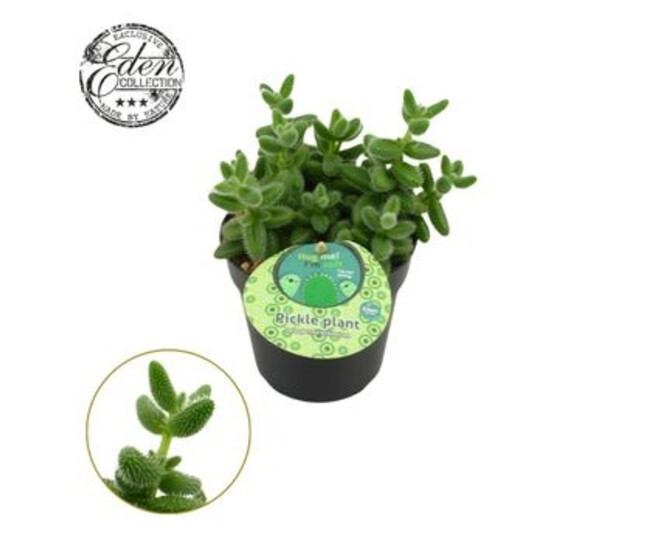 DELOSPERMA ECHINATUM