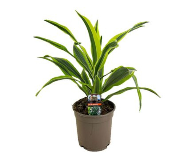 DRACAENA LEMON LIME TETE