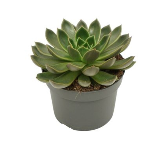 ECHEVERIA MIRA