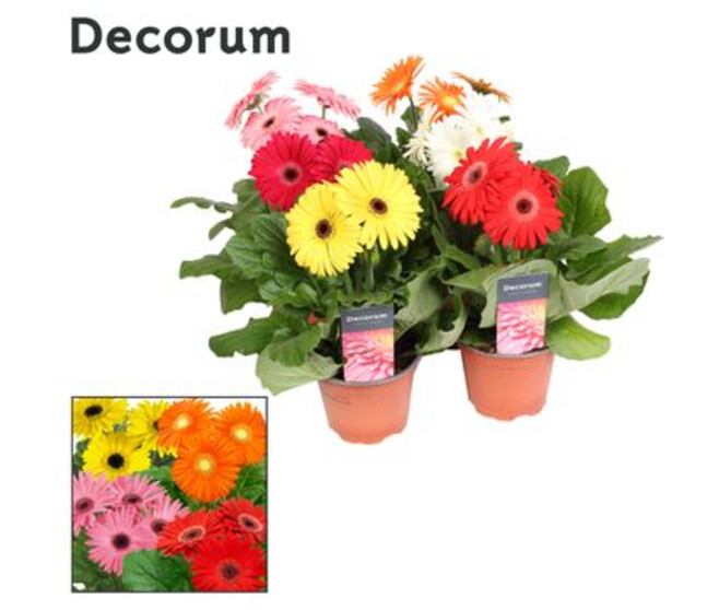 GERBERA