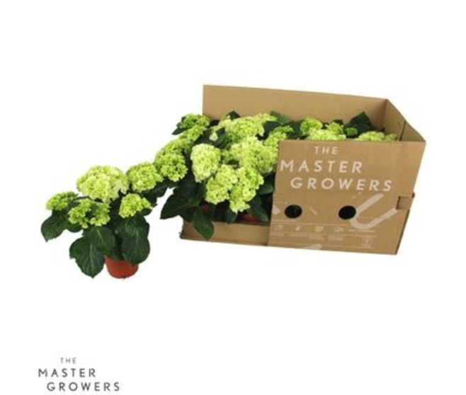 HORTENSIA BLANC