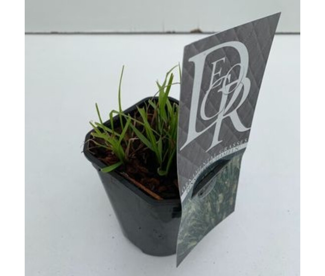 PENNISETUM HAMELN