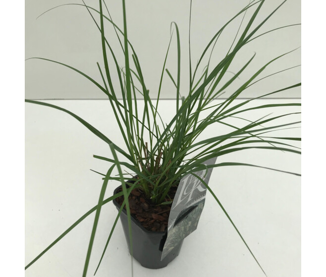 PENNISETUM HAMELN