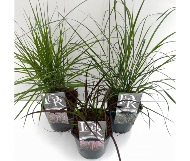 PENNISETUM VARIE