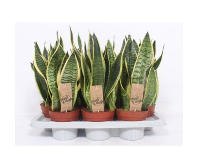SANSEVIERIA FUTURA SUPERBA