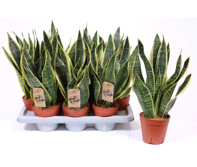 SANSEVIERIA FUTURA SUPERBA