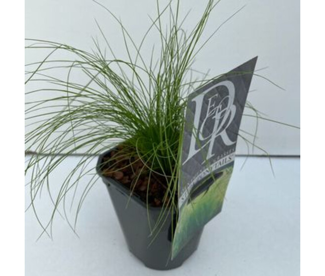 STIPA TENUIFOLIA