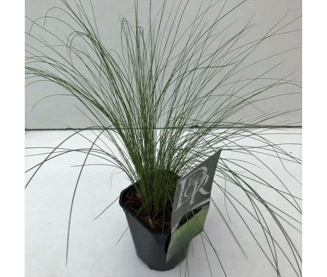 STIPA TENUIFOLIA
