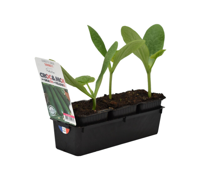 COURGETTE TARMINO BQ3