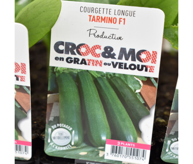 COURGETTE TARMINO BQ3
