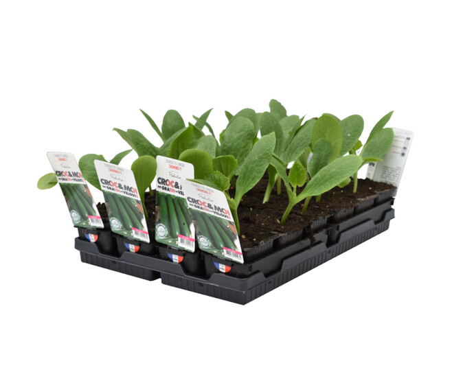 COURGETTE TARMINO BQ3