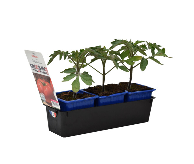 TOMATE MARMANDE BQ3