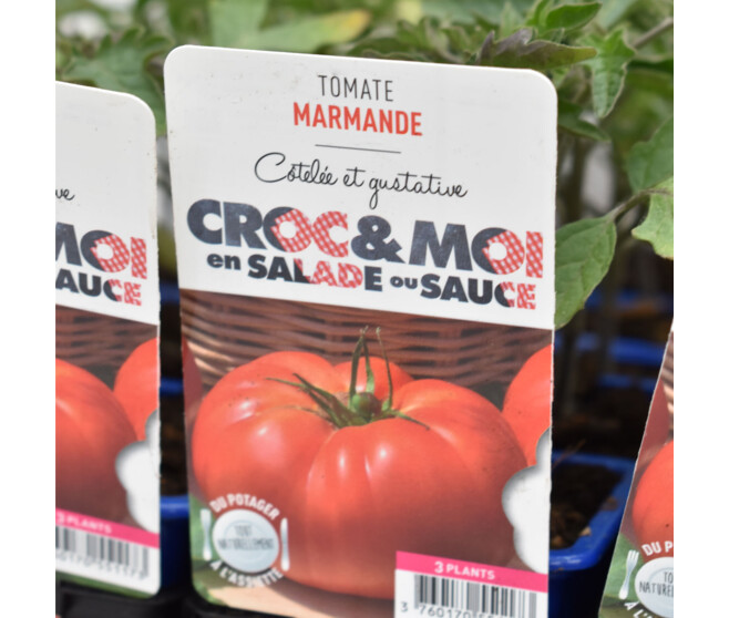 TOMATE MARMANDE BQ3