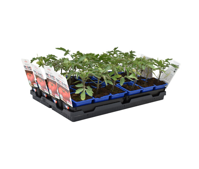 TOMATE MARMANDE BQ3