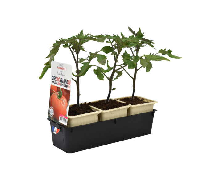 TOMATE FANDANGO BQ3