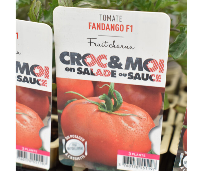 TOMATE FANDANGO BQ3
