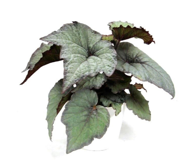BEGONIA REX SILVER LIGHT
