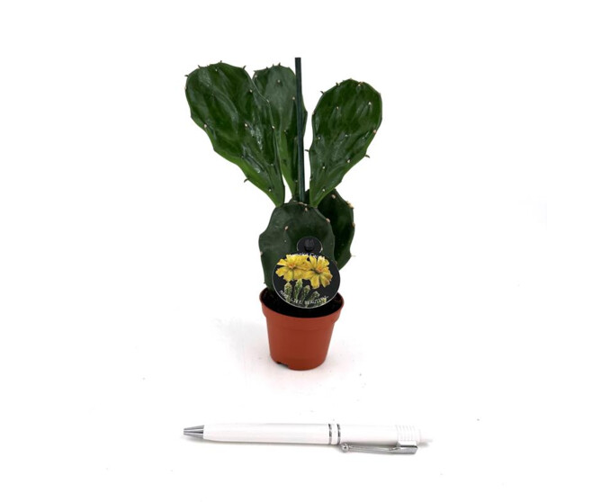 CACTUS OPUNTIA JAMAICENSIS