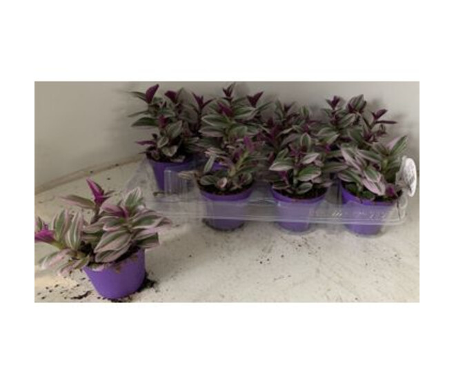 TRADESCANTIA NANOUK