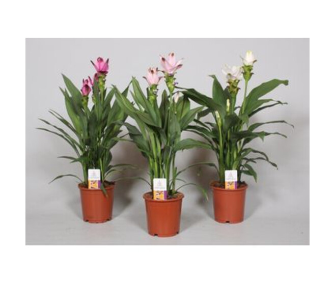 CURCUMA 3/5FL