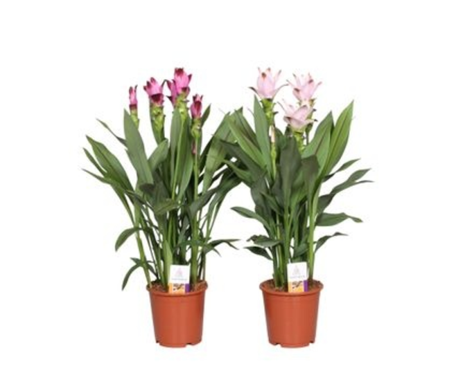 CURCUMA 3/5FL