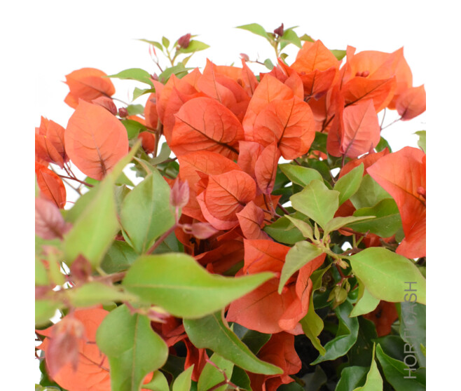 BOUGAINVILLIER ORANGE