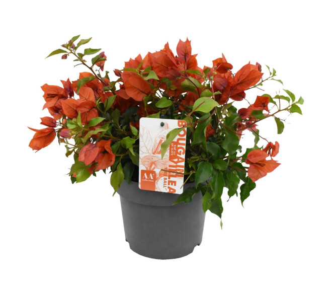 BOUGAINVILLIER ORANGE