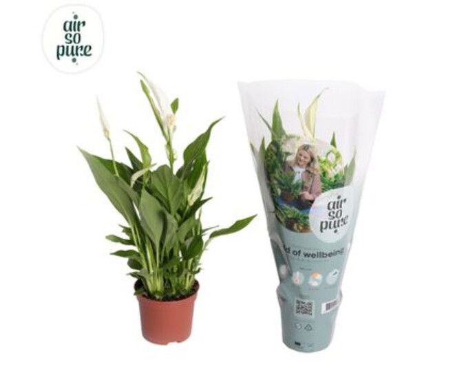 SPATHIPHYLLUM