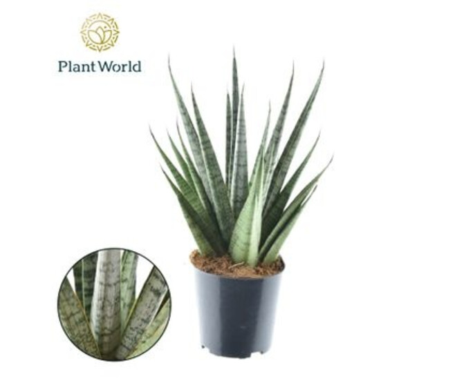 SANSEVERIA CYLINDRICA