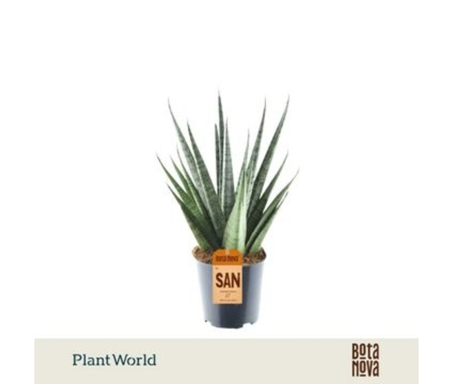 SANSEVERIA CYLINDRICA