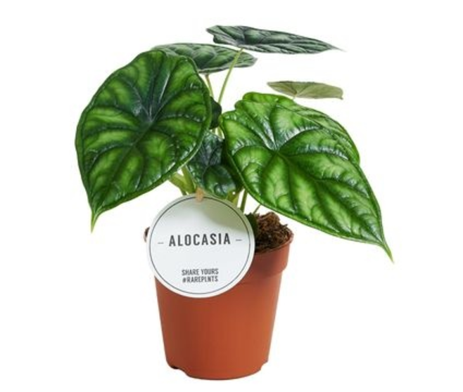 ALOCASIA DRAGON