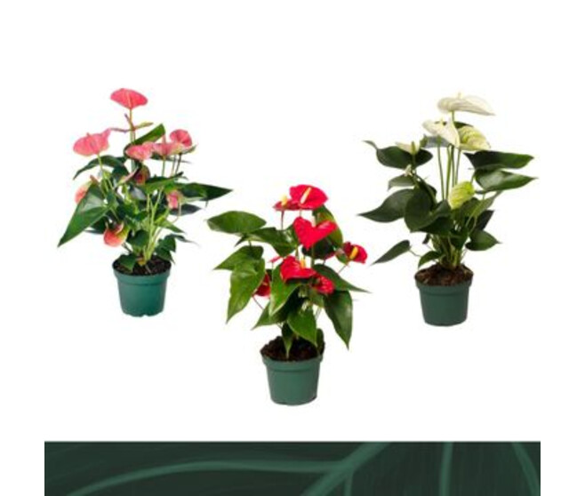 ANTHURIUM ANDREANUM VARIE