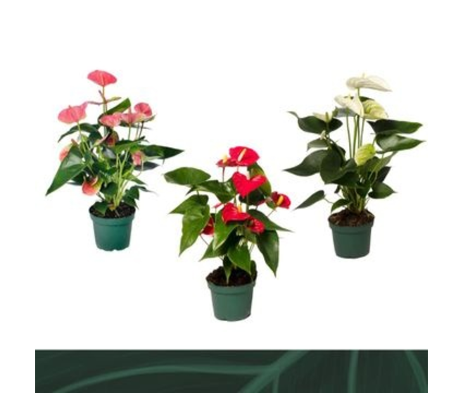 ANTHURIUM ANDREANUM VARIE