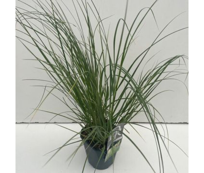 CORTADERIA SELLOANA PAMPAS