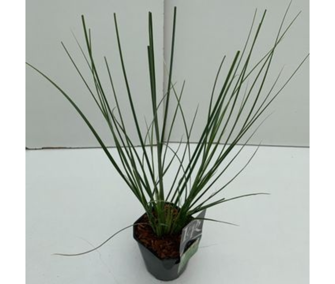 CORTADERIA SELLOANA PAMPAS
