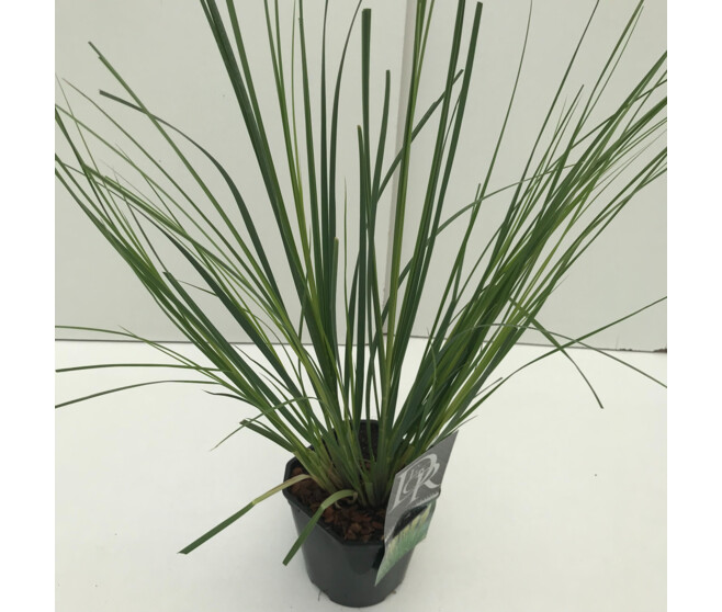 CORTADERIA SELLOANA PAMPAS