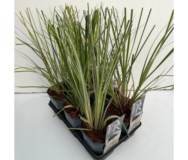 CORTADERIA SELLOANA VARIE