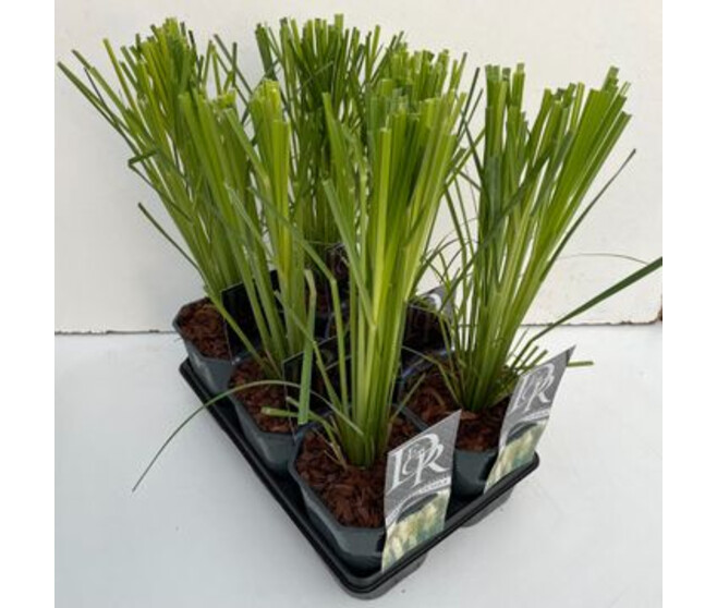 CORTADERIA SELLOANA VARIE