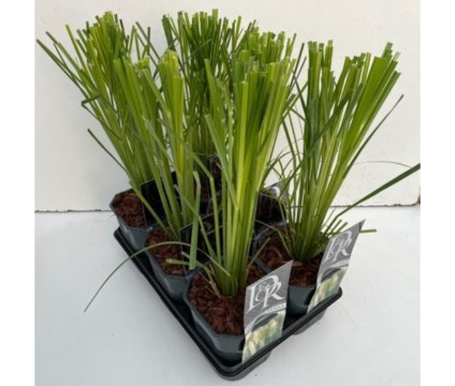 CORTADERIA SELLOANA VARIE