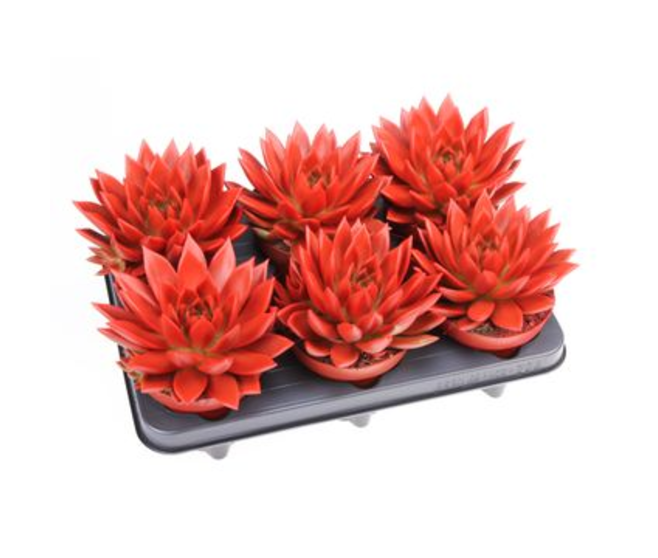 ECHEVERIA RAINBOW ROUGE