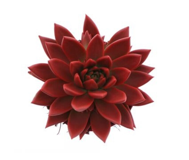 ECHEVERIA RAINBOW ROUGE