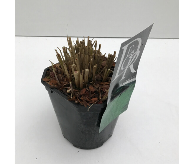 MISCANTHUS MORNING LIGHT