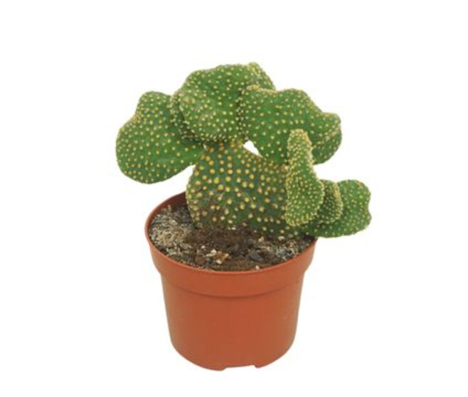 CACTUS OPUNTIA CRISTATA