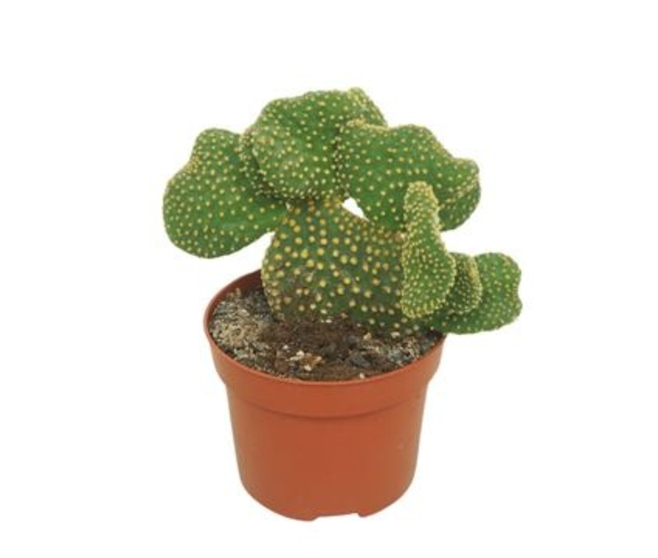 CACTUS OPUNTIA CRISTATA