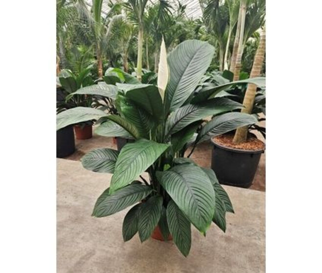 SPATHIPHYLLUM SENSATION