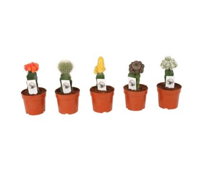CACTUS GREFFES VARIES